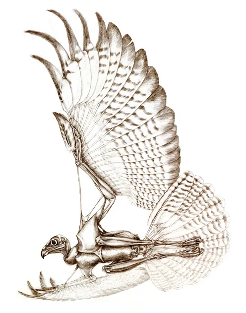 The Unfeathered Bird